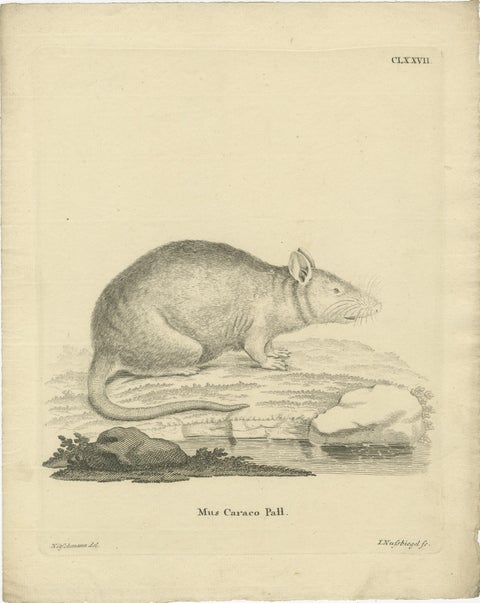 Antique Zoological Engraving of a Rodent, D.R. Nitschmann & J. Nußbiegel, c.1800, view 2