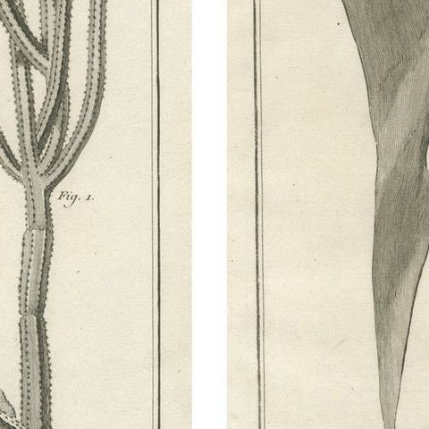 Decorative Antique Prints, Marine Plants and Cactus Engravings, c.1770, close-up 4