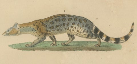Nocturnal Foragers: A Banded and Asian Palm Civet and Enigmatic Mongoose, 1845, close-up 2