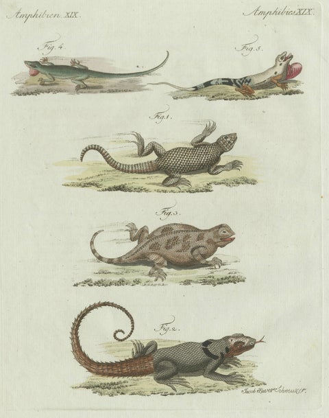 Original Antique Print of Five Exotic Lizards by Bertuch, 1802, close-up 1