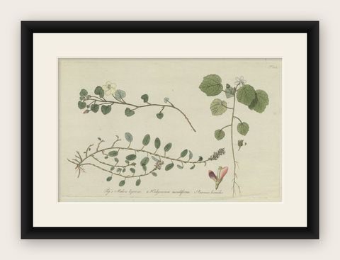 Antique Botany Print of Malvella Leprosa and other Flowering Plants, shown framed