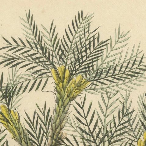 Antique Botanical Print of Astragalus Verus, Copper Engraving, c.1831, close-up 4