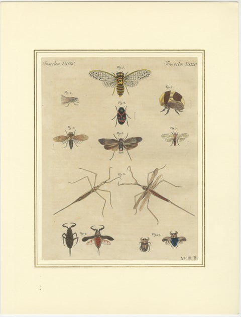 Pair of Antique Dragonfly, Cicada & Exotic Insect Engravings, Bertuch, c.1815, view 2