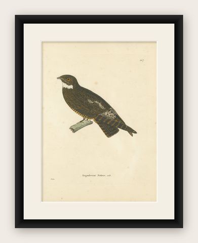 Rare Engraving of a Natterer’s Nightjar, Ornithological Illustration, ca.1808, shown framed
