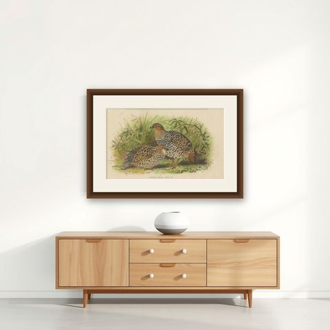 Antique Bird Print of The Painted Partridge by Hume & Marshall, 1879, shown framed on a wall