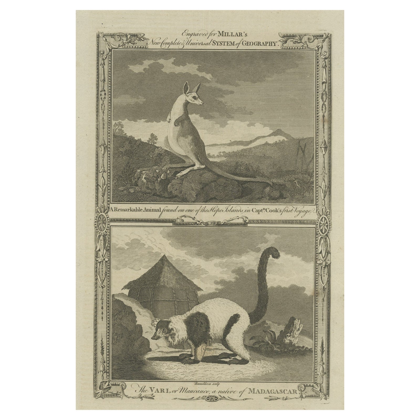 Antique Engravings of an Australian Kangaroo and a Vari of Madagascar, c.1780