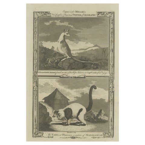 Antique Engravings of an Australian Kangaroo and a Vari of Madagascar, c.1780