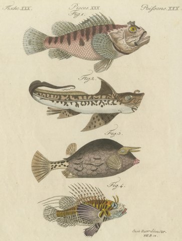 Lionfish, Chimaera, Scorpionfish and Boxfish, Antique Bertuch Print, circa 1805