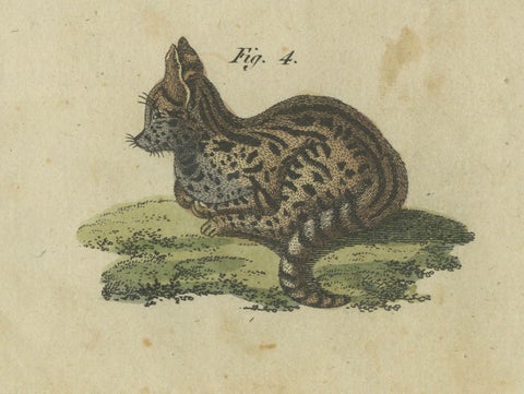 Striking 1805 Hand-Colored Engraving of Wild Cats and Predatory Mammals, close-up 2