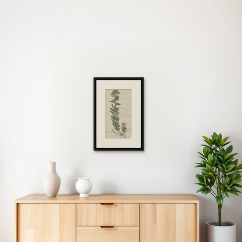 Old Flower Print of the Frog's-Stomach or Harping Johnny, ca.1800, shown framed on a wall