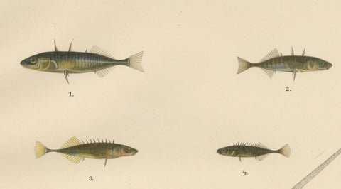 Sticklebacks and Pipefish - Graceful and Intricate Scandinavian Fish Litho, 1895, close-up 6