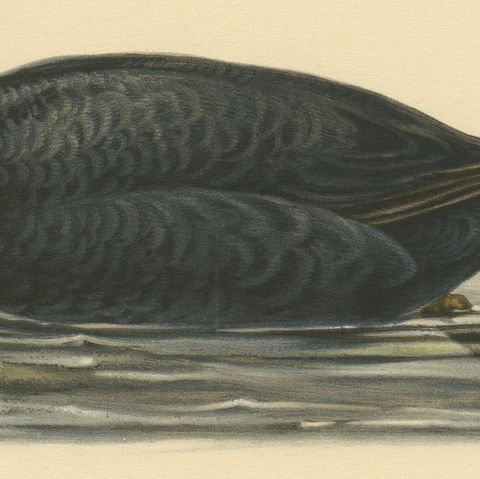 Serenity on the Waves: The Black Scoter Bird Print by Magnus von Wright, 1929, close-up 4