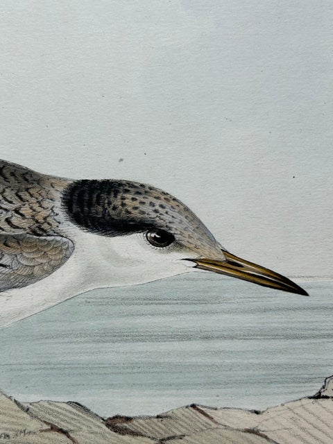 Little Tern, Antique Bird Print by John Gould, Europe Series c.1832, view 5