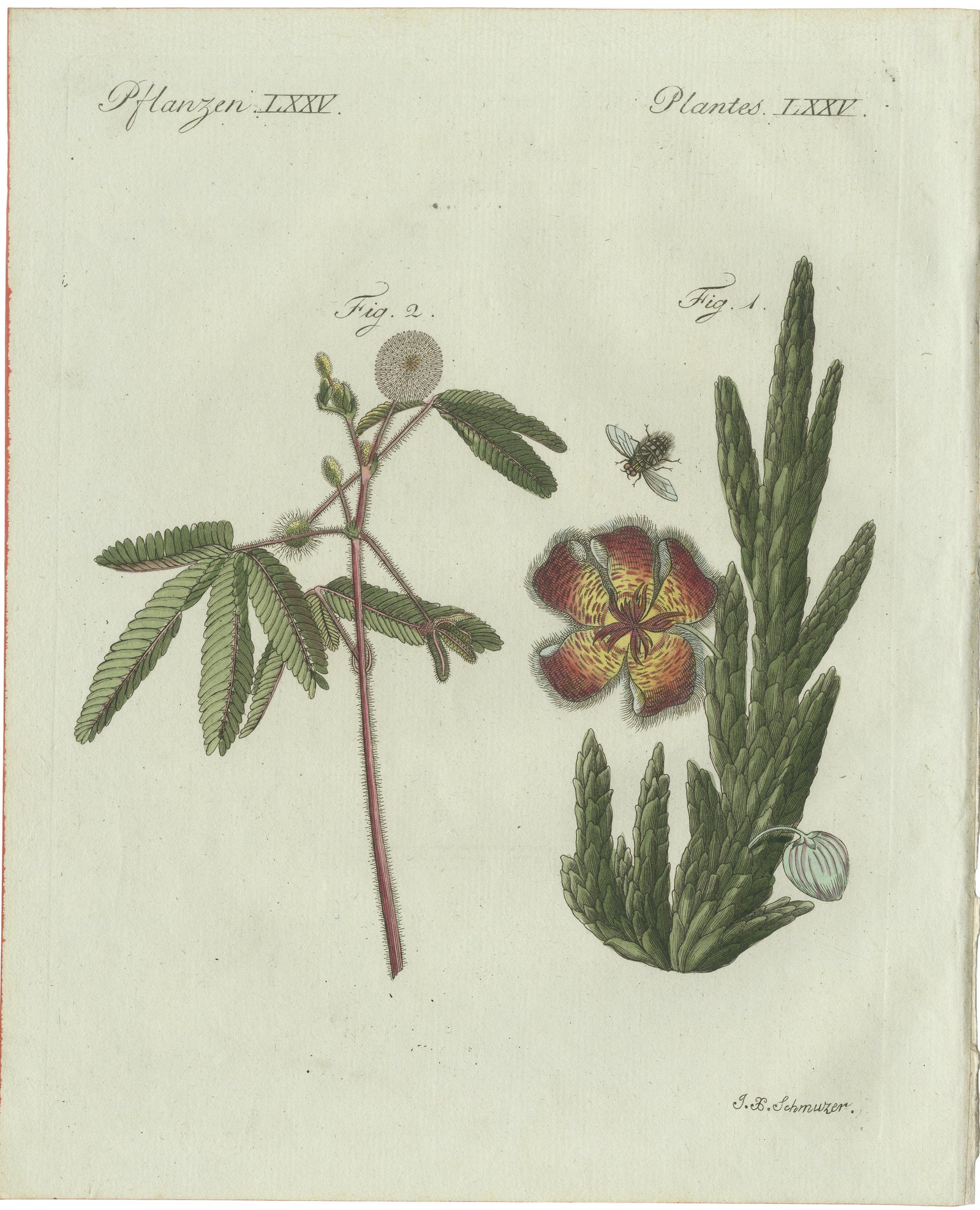 Original Antique Botanical Print of Carrion Flower and Mimosa by Bertuch, 1805