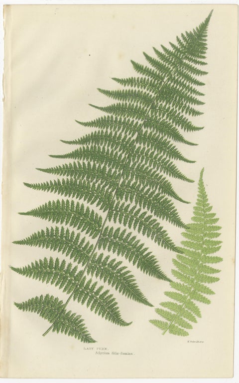 Lanceolate, Black Spleenwort & Wall Rue, Botanical Triptych, 1873, view 2