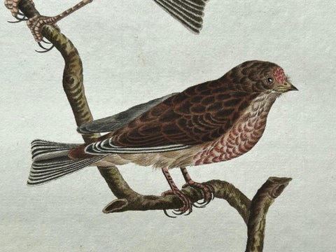Fringilla Linota, Common Linnet, Hand-Colored Engraving by Nozeman, 1770–1829, view 7