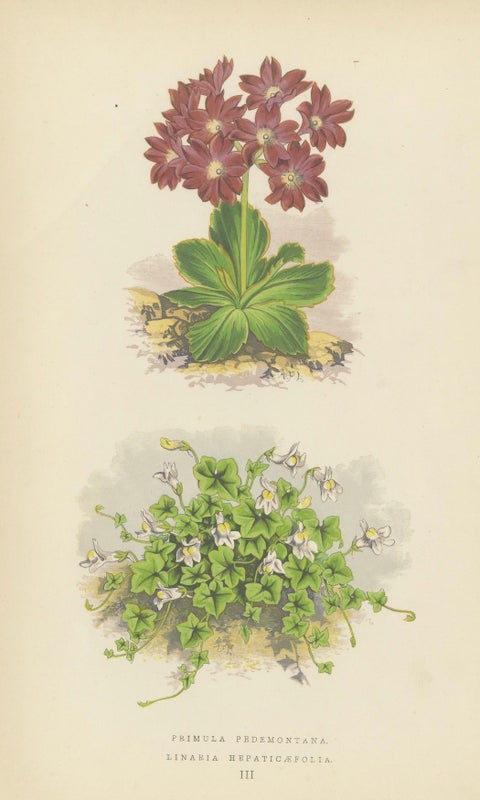 Primula Pedemontana and Alpine Toadflax, Hand-Coloured Print, 1874, close-up 5
