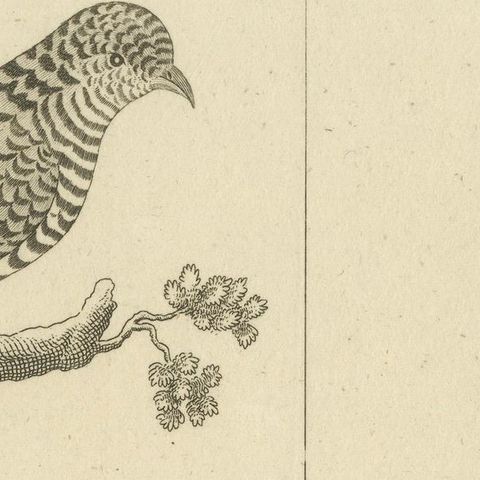 Antique Engraving of Cuckoo & Little Owl, Cuculus canorus & Strix passerina 1800, close-up 5