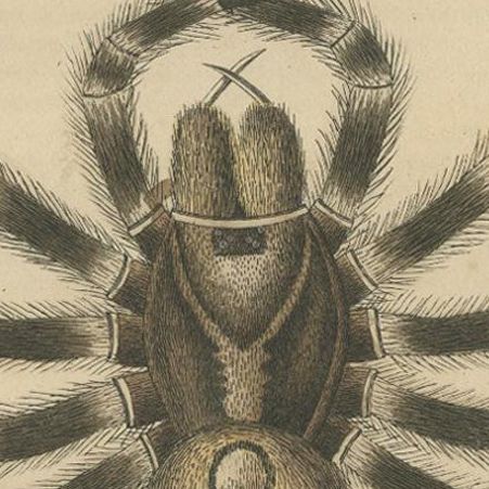 Antique 1845 Arachnid Study: Handcolored Engraving of Varied Spider Species, close-up 1
