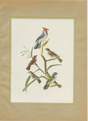 Cardinals and Finches, Brazilian Bird Print, Descourtilz, 1944, view 2