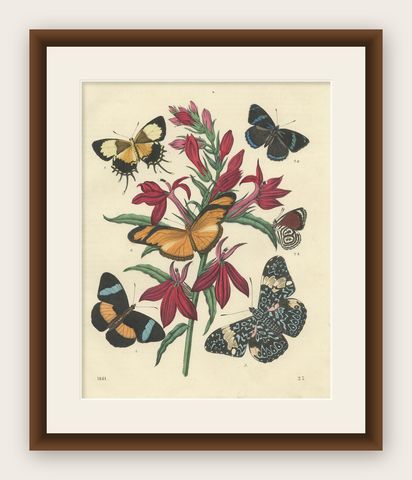1861 Hand-Colored Lithograph of Butterflies and Botanical Flowers, shown framed