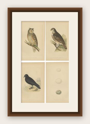 Set of 4 Antique Bird Prints of Two Owls, a Black Jackdaw and Their Eggs, shown framed