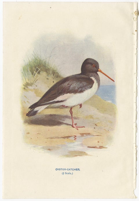Set of 4 Antique Bird Prints Oyster Catcher, Gull, Sanderling, Auk, 1901, view 4