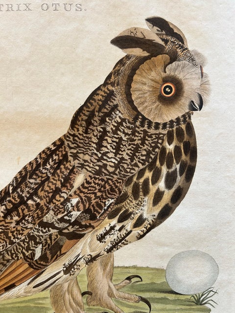 Strix Otus, Antique Long-Eared Owl Print by Nozeman & Sepp, 1809, view 5