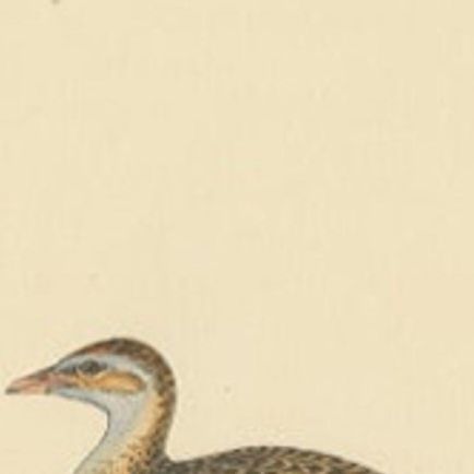 Antique Bird Print of a Plover, c.1840, close-up 1