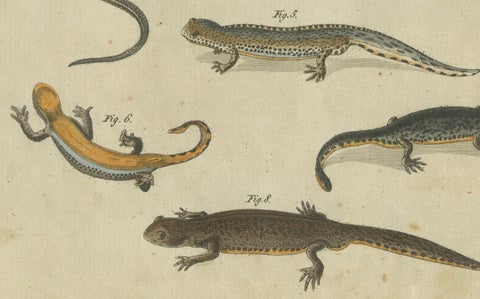 Fascinating 1805 Hand-Colored Engraving of Amphibians and Reptiles, close-up 2