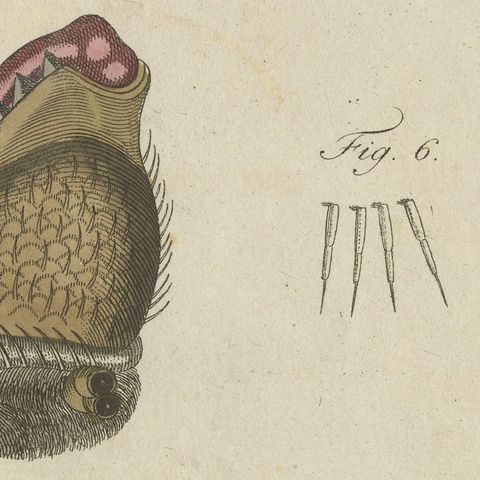 Garden Spider with Magnified Fangs, Antique Bertuch Print, circa 1805, close-up 6