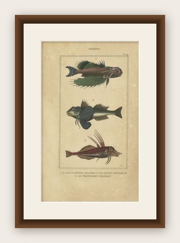 Antique Print of the Tubfish and other Fish species, 1844, shown framed