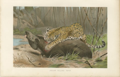 Jaguar Killing Tapir, Dramatic Antique Wildlife Print, Victorian Era, 1894, view 2