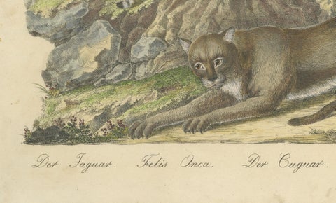 Antique Jaguar & Cougar Lithograph by Karl Joseph Brodtmann, 1816, close-up 4