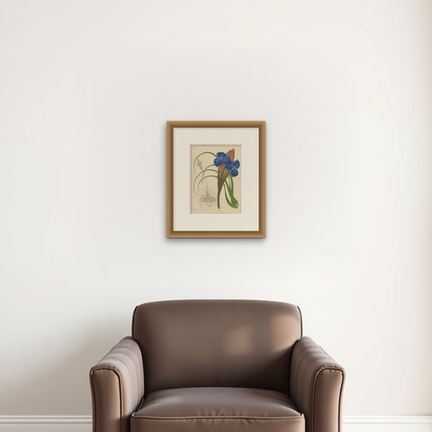 Antique Print of a Handcolored Blue Tillandsia Plant, C.1878, shown framed on a wall