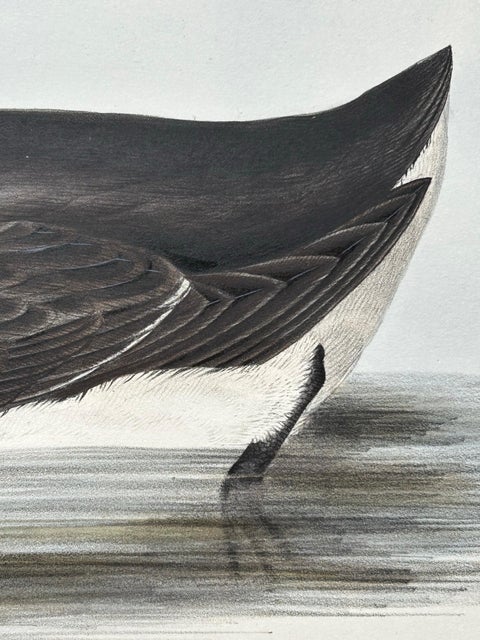 Brunnich’s Guillemot, Antique Bird Lithograph by John Gould, c.1832, view 9