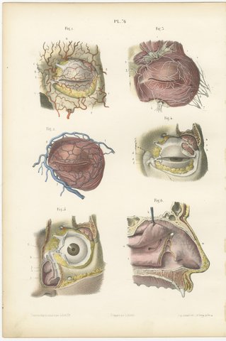 Vessels of the Eyelids and Orbit, Antique Hirschfeld Anatomy Print, 1866, view 2