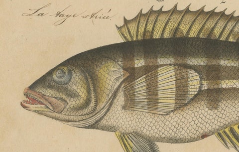 1819 Marine Splendor: Original Hand-Colored Engravings of Fishes, close-up 5