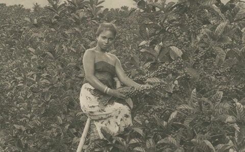Coffee Picker Portrait, Deli Plantations, Sumatra, Dutch East Indies, c.1900, close-up 3