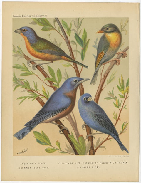 Antique Bird Print of Pin-Tailed Parrot Finch, Yellow Billed Leiothrix and Other, view 3