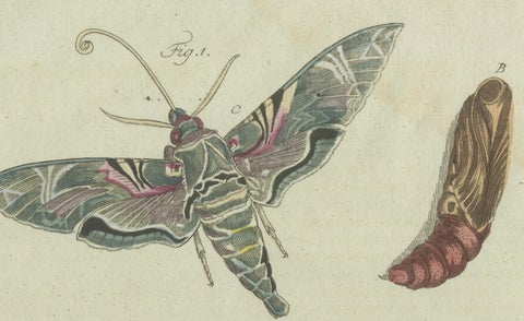 Unique Entomology Study - Hand-Colored Butterfly Prints Published in ca.1780, close-up 3