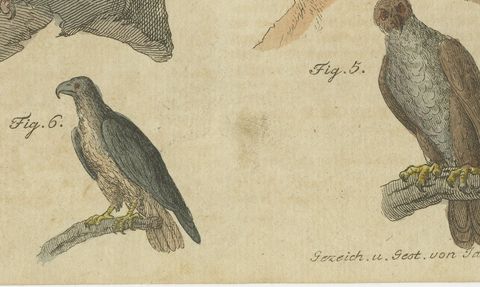 Eagles including the Bald Eagle, Antique Bertuch Print, circa 1805, close-up 2
