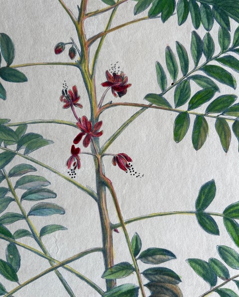Set - Cassia Barbadensis & Marilandica, Botanical Prints by John Martyn c.1728, view 8