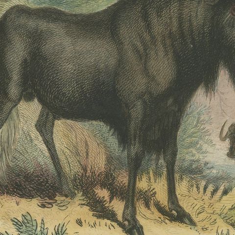 Antique Animal Print of a Gnu or Wildebeest, close-up 2