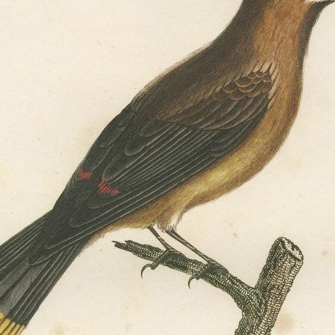 1807 Cedar Waxwing Print - Original Handcolored Bird Illustration by Vieillot, close-up 4