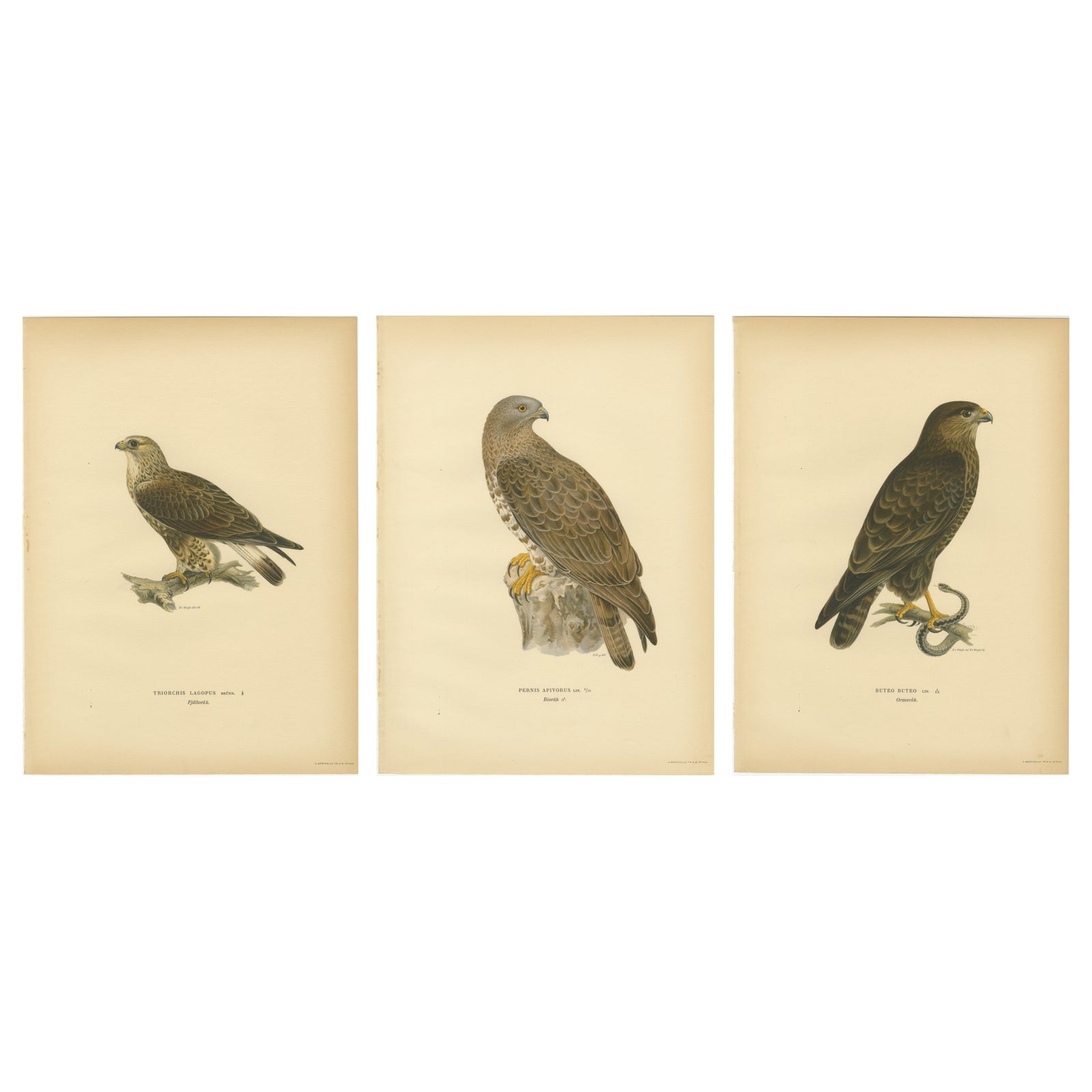 Nordic Birds of Prey Triptych, Swedish Lithographs, Scandinavian Raptors 1929