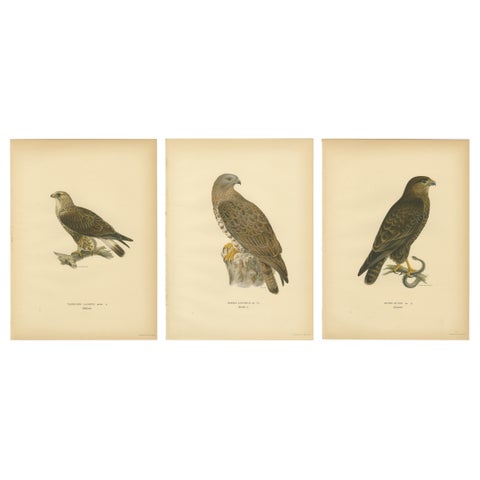Nordic Birds of Prey Triptych, Swedish Lithographs, Scandinavian Raptors 1929