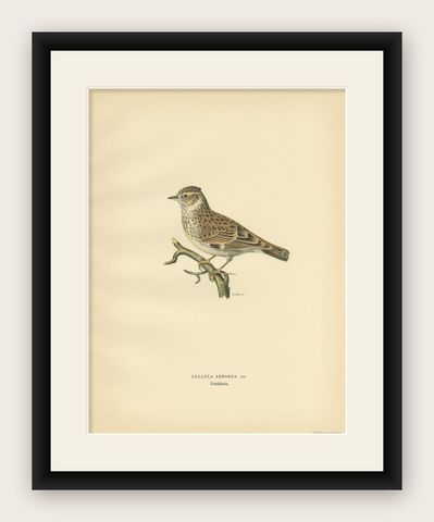 Antique Bird Print of The Woodlark by Von Wright, 1927, shown framed