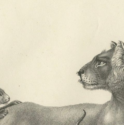 19th-Century Lithograph of a Lioness with Her Playful Cubs in the Wild, close-up 6
