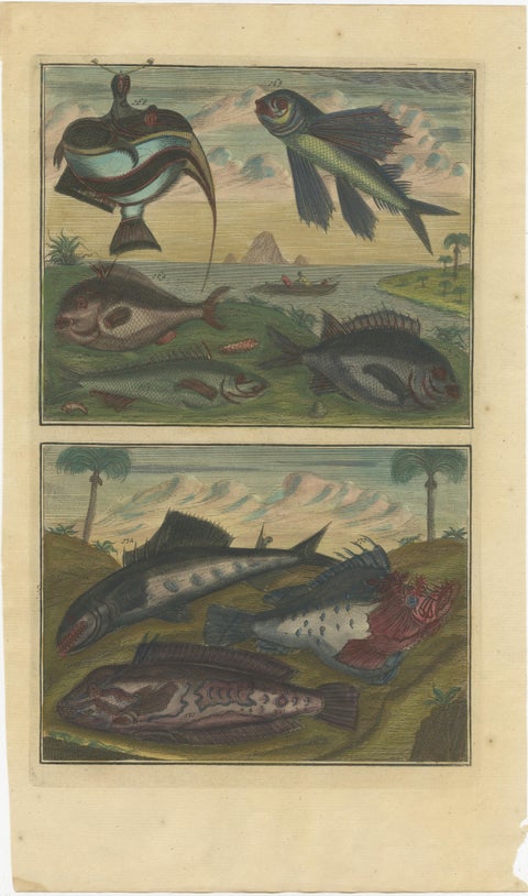 Set of 12 Colored Antique Prints of Various Fishes and Crustaceans, view 11